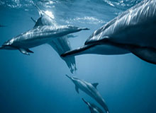 申花教练和球员夸中国高铁：不光时速最快，舒适度和效率世界最好